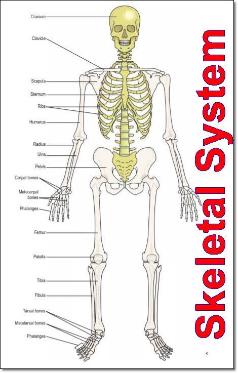 The Skeletal System Parts And Functions Human Body Bone Names