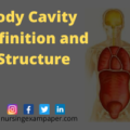 Dorsal body cavity and ventral body cavity