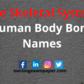 The Skeletal System Parts And Functions - Human Body Bone Names