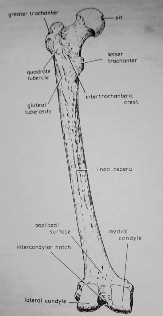 The Femur lower extremity bones