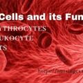 Blood Cells and its Functions