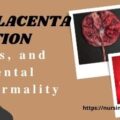 What is the Placenta Types and Functions