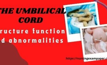 umbilical cord structure function and abnormalities