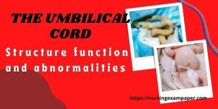 umbilical cord structure function and abnormalities