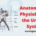 Anatomy and Physiology of the Urinary System