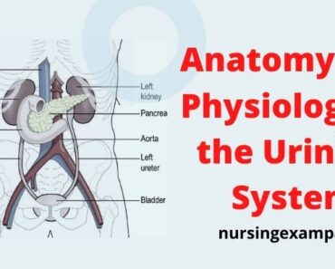 Anatomy and Physiology of the Urinary System