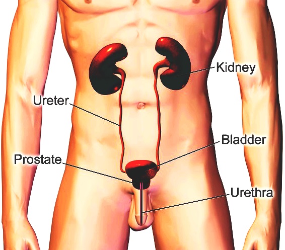 The urinary system