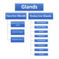 Endocrine System Glands classification