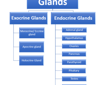 Endocrine System Glands classification