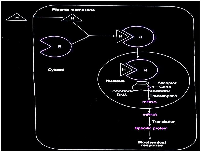 Mechanism of action group 1 hormone