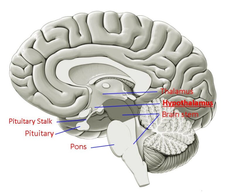 Hypothelemus