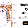 Nephron its type structure function, parts of the nephron