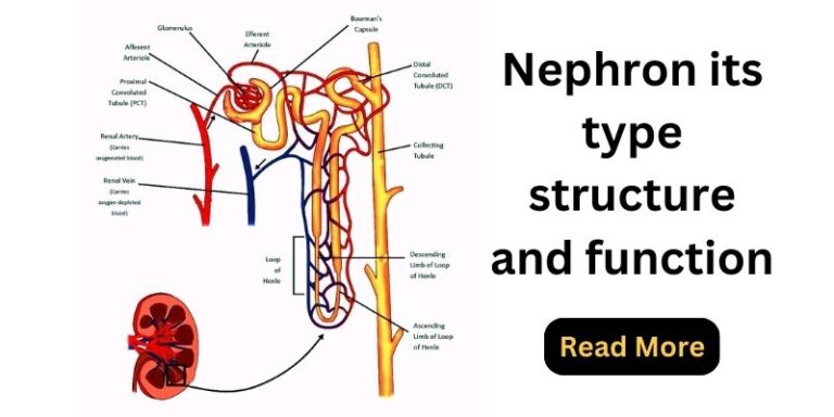 What is Nephron? its type structure function - Nursing Exam Paper