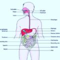 The Human Digestive System its parts and functions