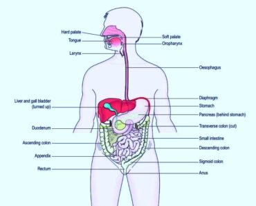 The Human Digestive System its parts and functions