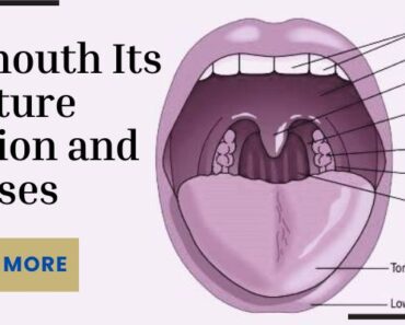 mouth structure and function