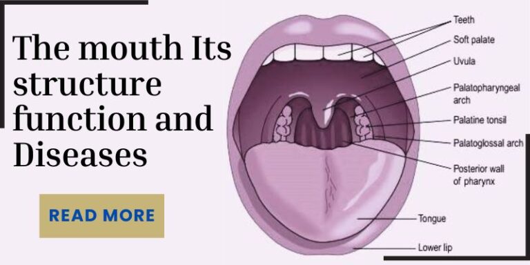 mouth structure and function