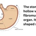 stomach blood supply, stomach structure