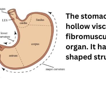 stomach blood supply, stomach structure