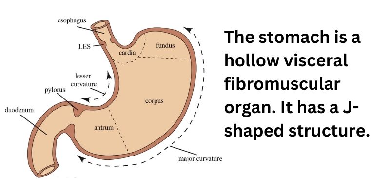lesser curvature of stomach