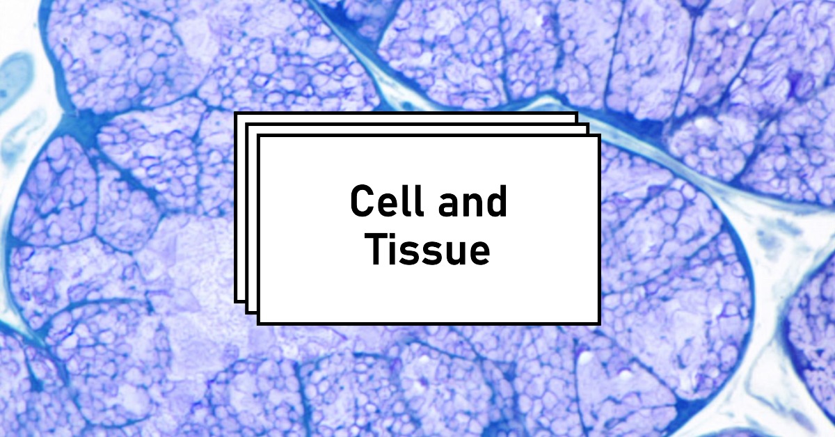 tissue MCQ with answers pdf